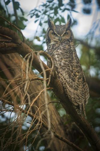 Great horned owl