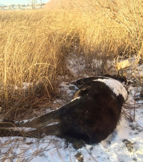 Authorities Investigating Killing of Bull Moose