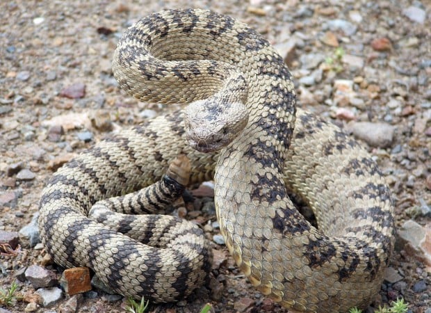 Survival Guide: How to React to Rattlesnakes