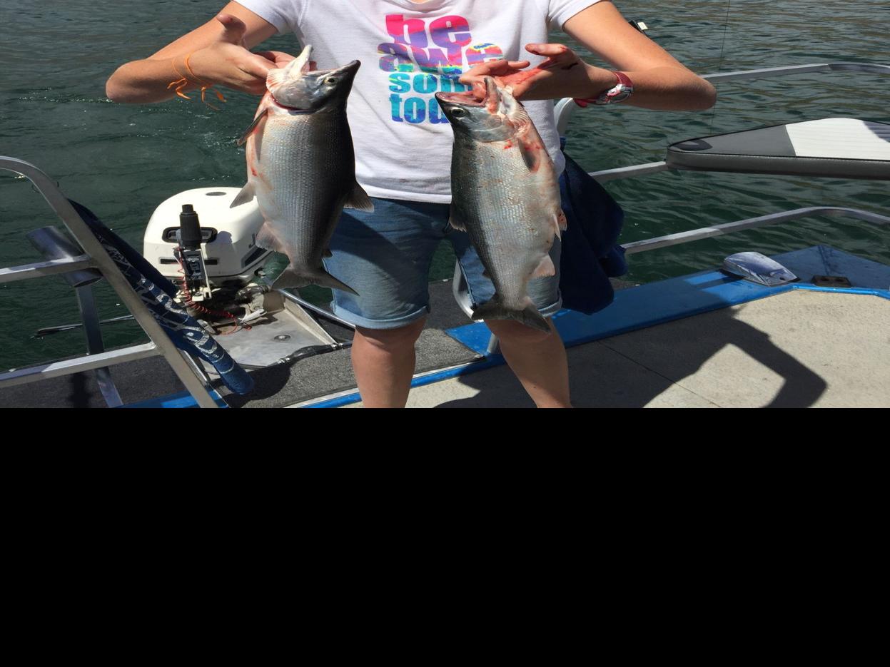 Hot Tips For Catching Southern Idaho Kokanee Outdoors And Recreation Magicvalley Com For some reason, kokanee love what the jolly green giant has been cooking up. catching southern idaho kokanee