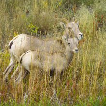 South Hills bighorn