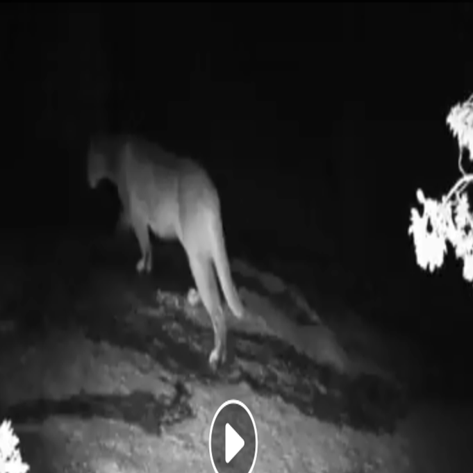 Video Mountain Lion Spotted In Castle Rocks State Park Outdoors