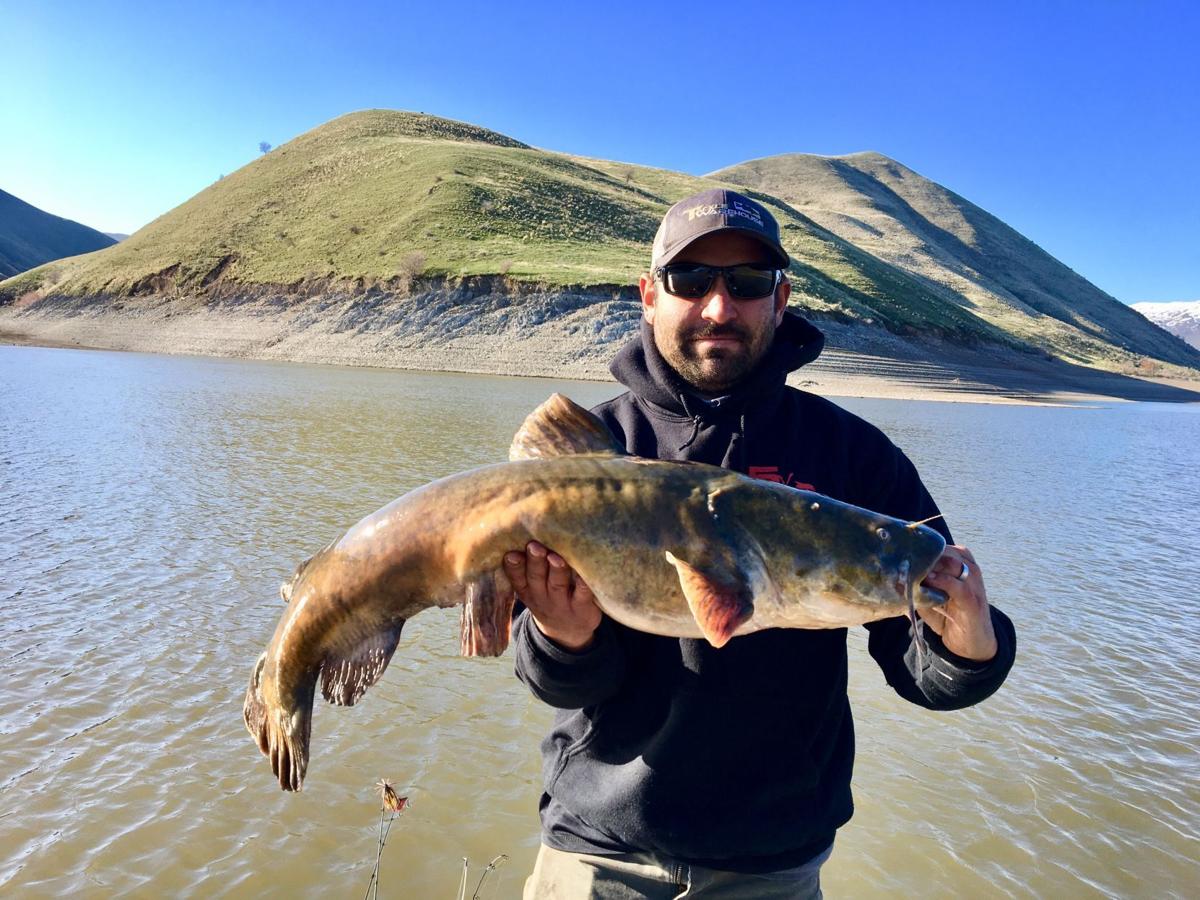 Fishing Column: Idaho River Monsters, Part IV: Flathead Catfish