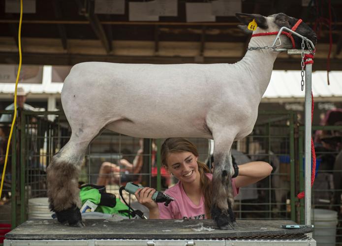 All sheeps and sizes at the Cassia County Fair