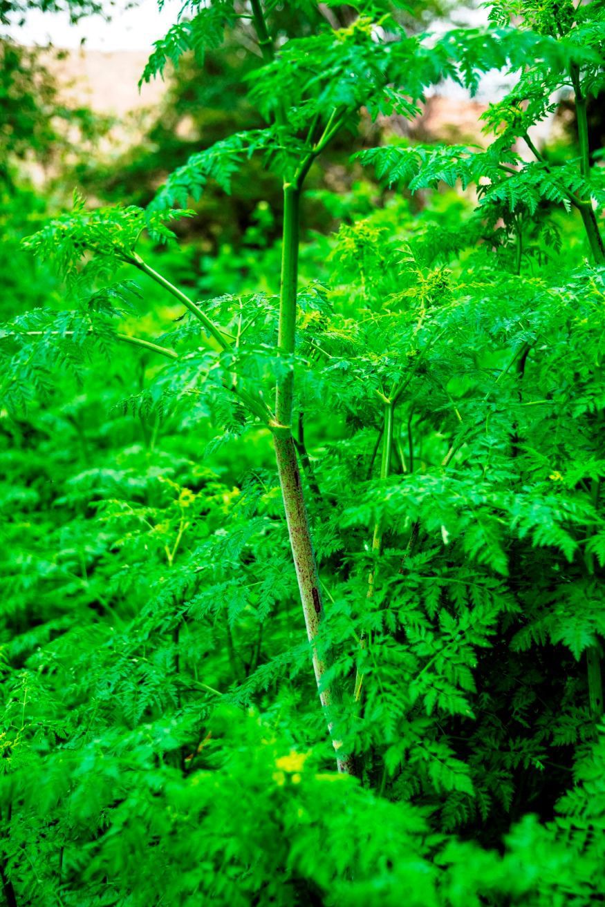 hemlock sip definition hemlock sip definition