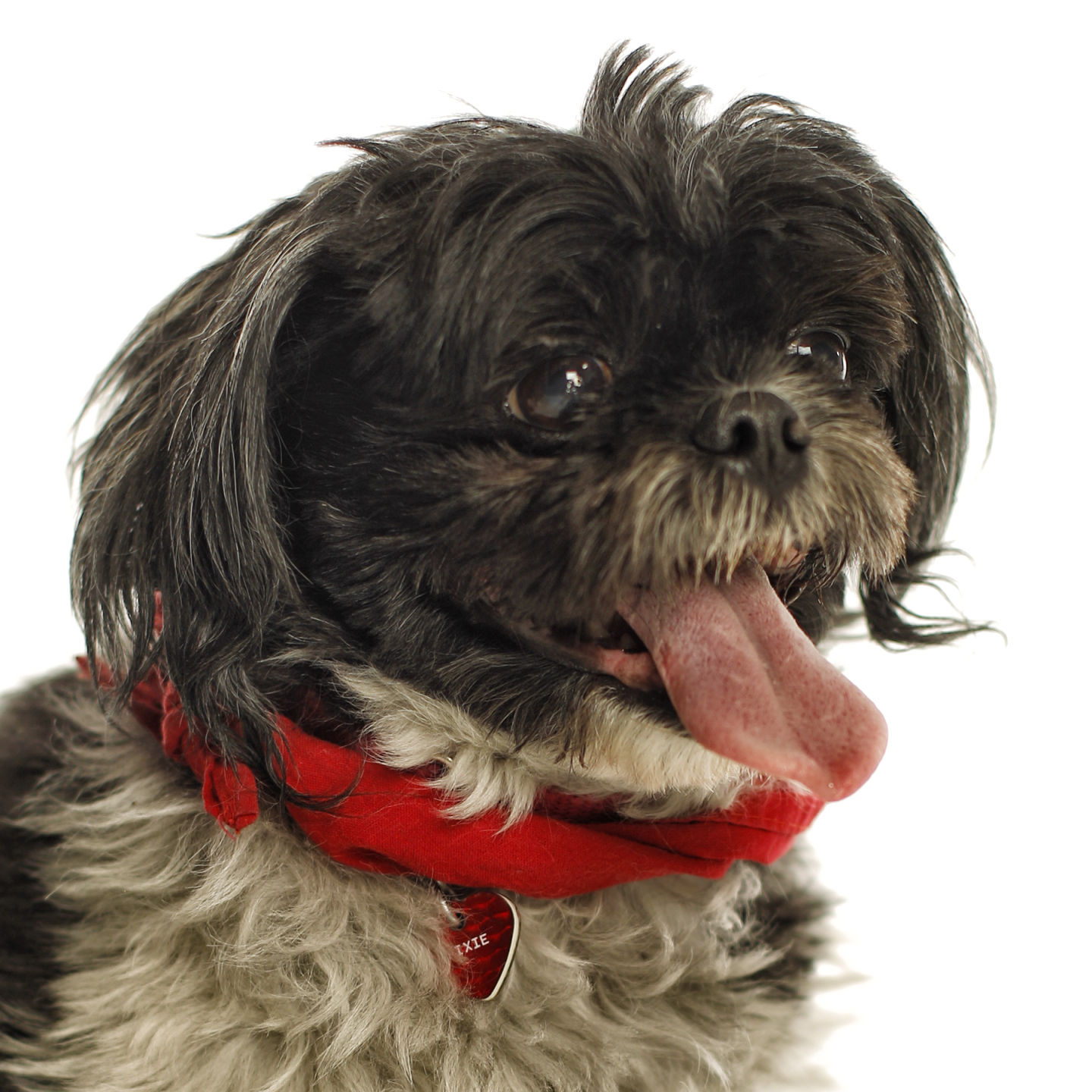 Dogs with Jobs