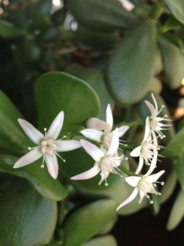 Blog How to Force a Jade Plant to Bloom On Assignment