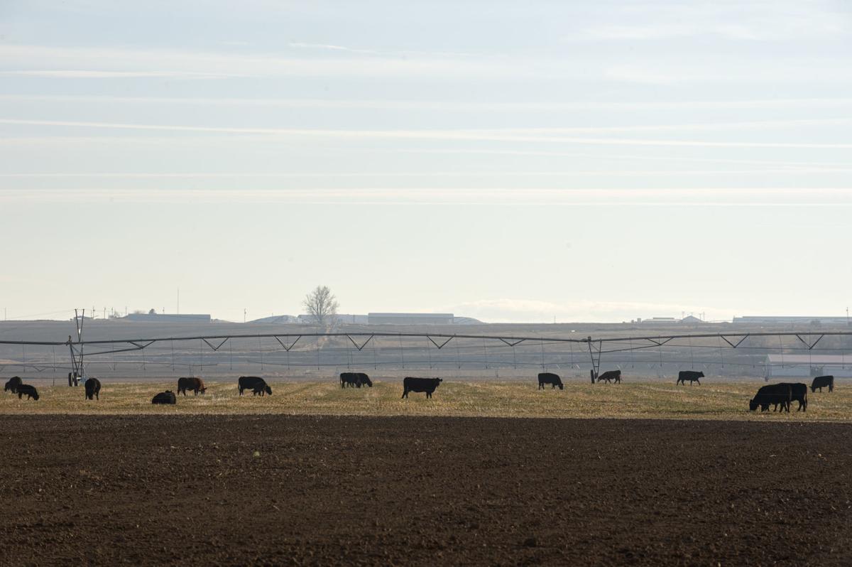 Wheat per acre