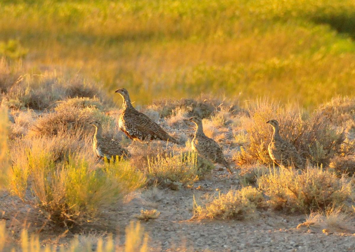 Hunters Wrestle Over Sage Grouse Season Outdoors and Recreation