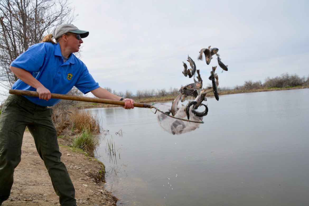 Fishing on a Fine Spring Day, Hip-Deep in Citico Creek - The Knoxville  Mercury