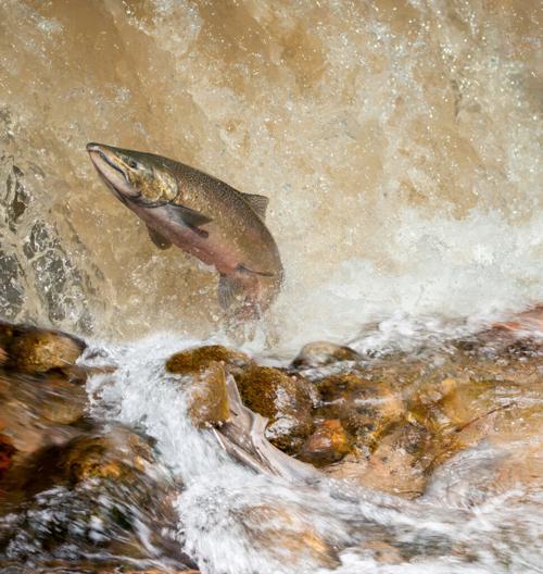 Salmon