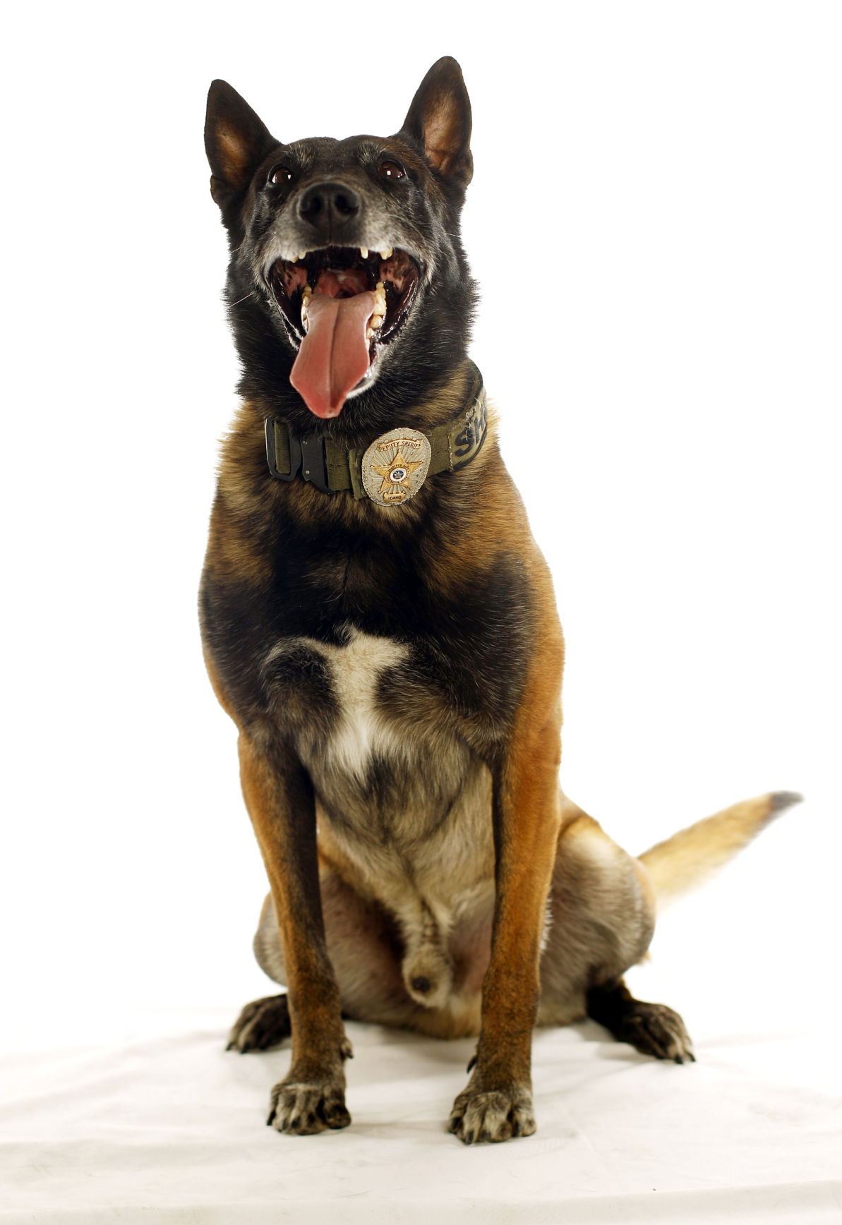 Dogs with Jobs