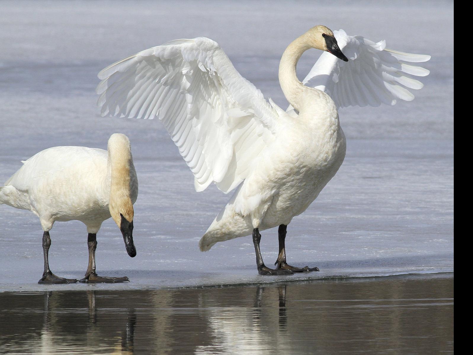 Idaho S Birds Of Winter Why Species Migrate Here And Where To See
