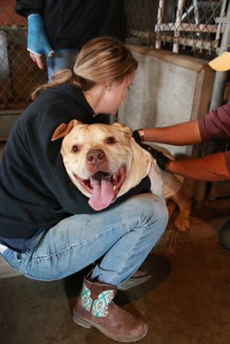 Rescue dog Timmy