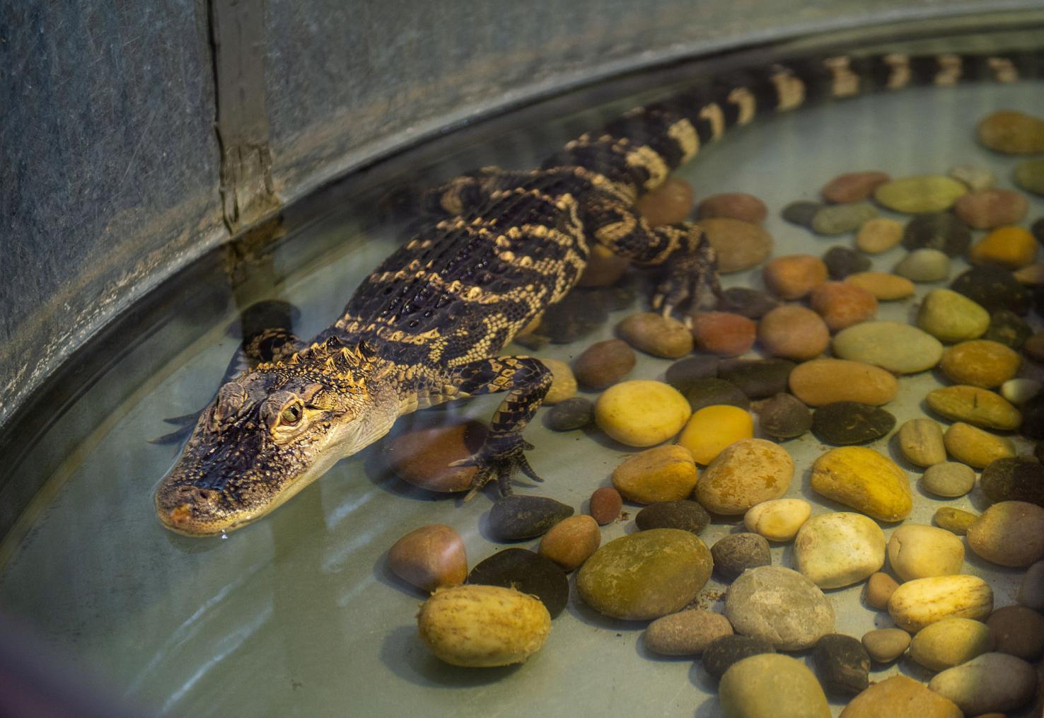 PHOTOS Southern Idaho Reptile Rescue coming to the fair