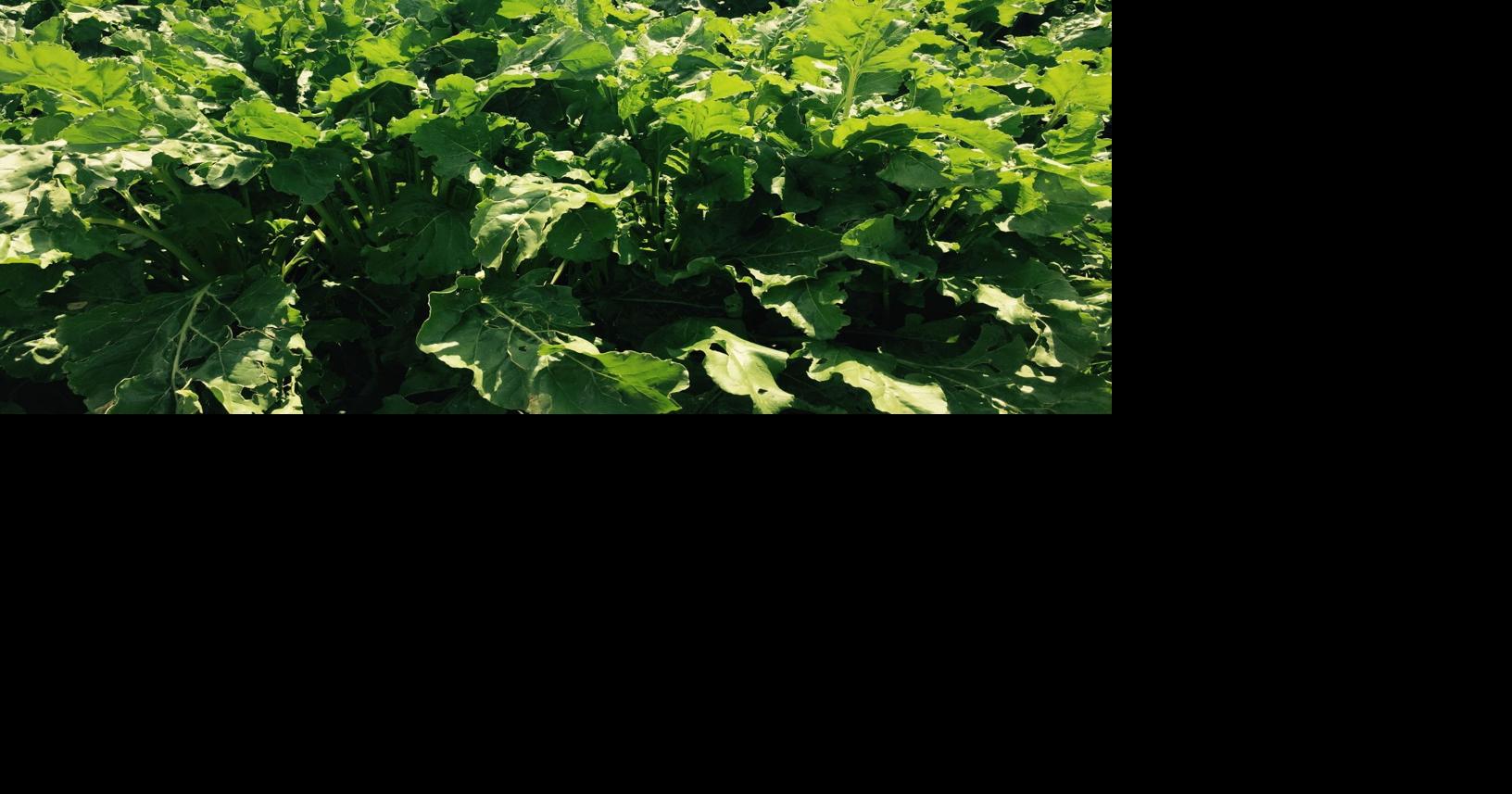 Nitrate Management in Sugar Beets