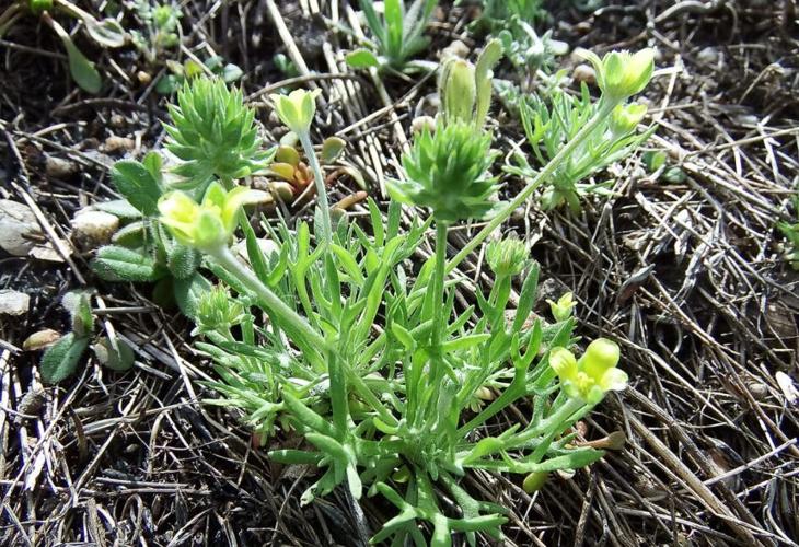 'Obnoxious for sure,' bur buttercup takes over Twin Falls properties