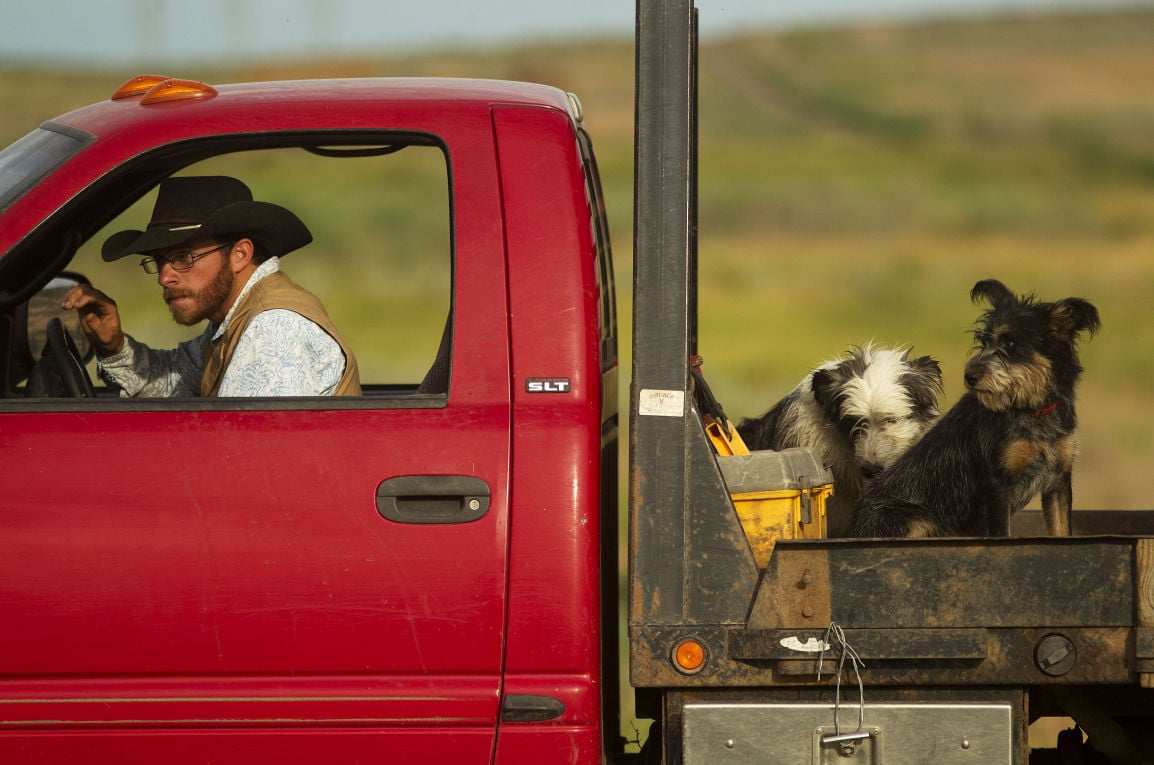 Dogs with Jobs