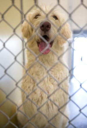 New Magic Valley scam targets people who have lost pets