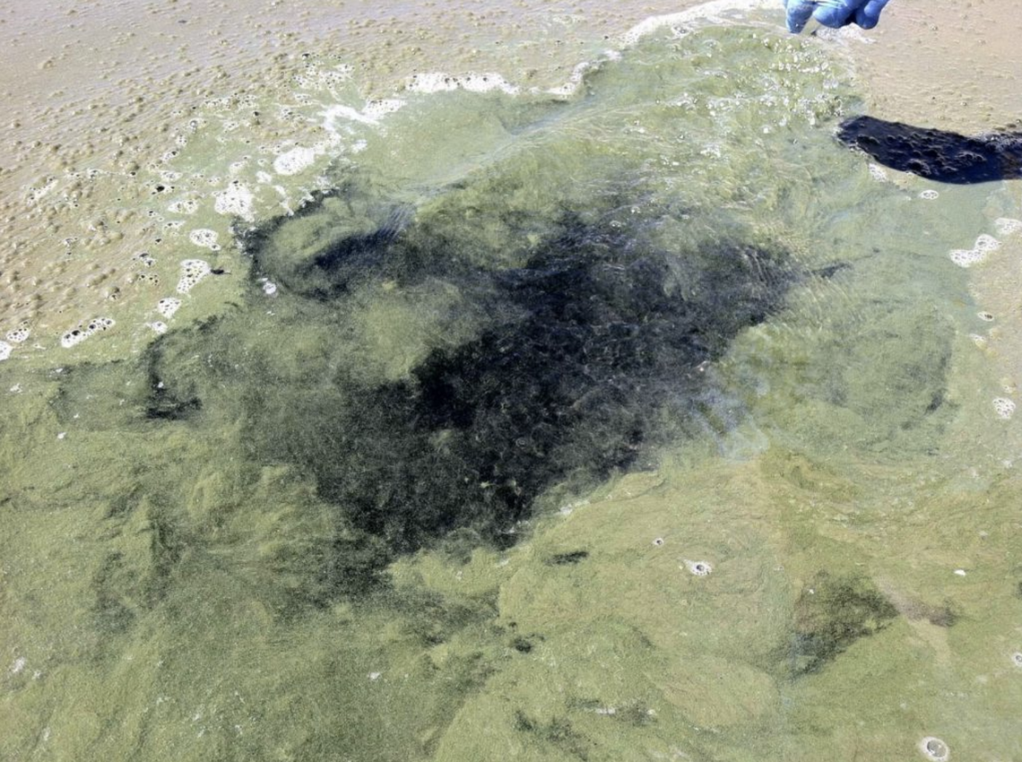 Researchers hope to spot algae blooms in Idaho's waters from space