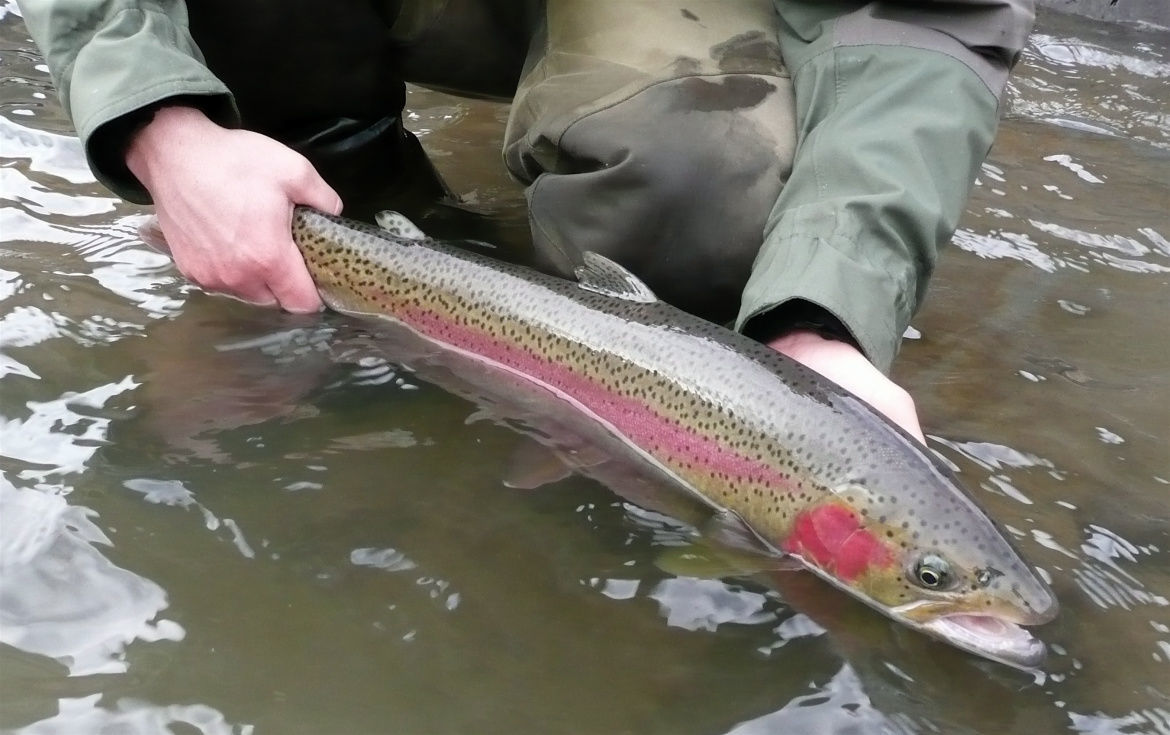 Spring Steelhead Fishing Is Another Chance To Catch Big Fish