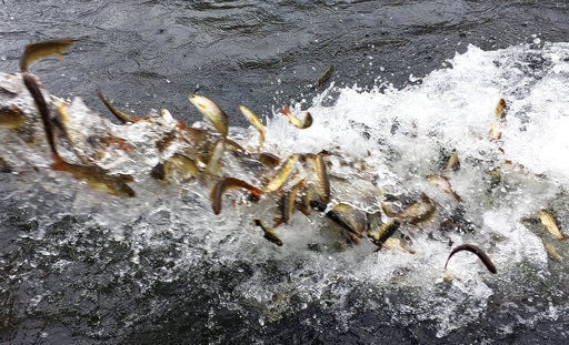 Truckloads of baby fish hauled to river in restoration plan