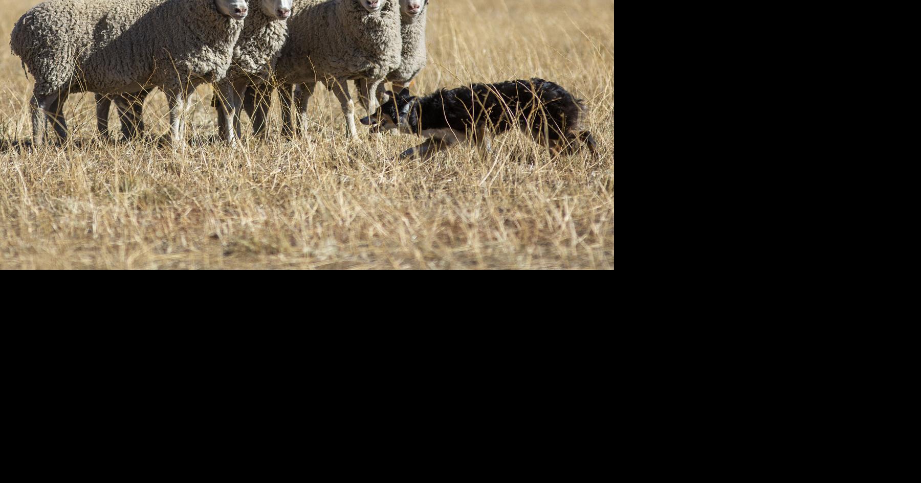 25 years of sheep parades