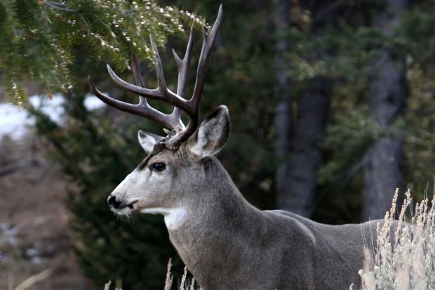 Gallery: Bob McDonald's Idaho Wildlife | Outdoors and Recreation ...
