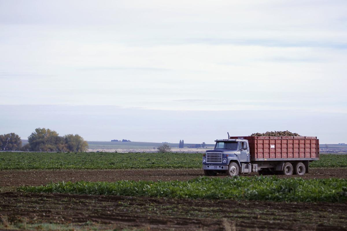 The sugar year Beet harvest brings generations into the fields