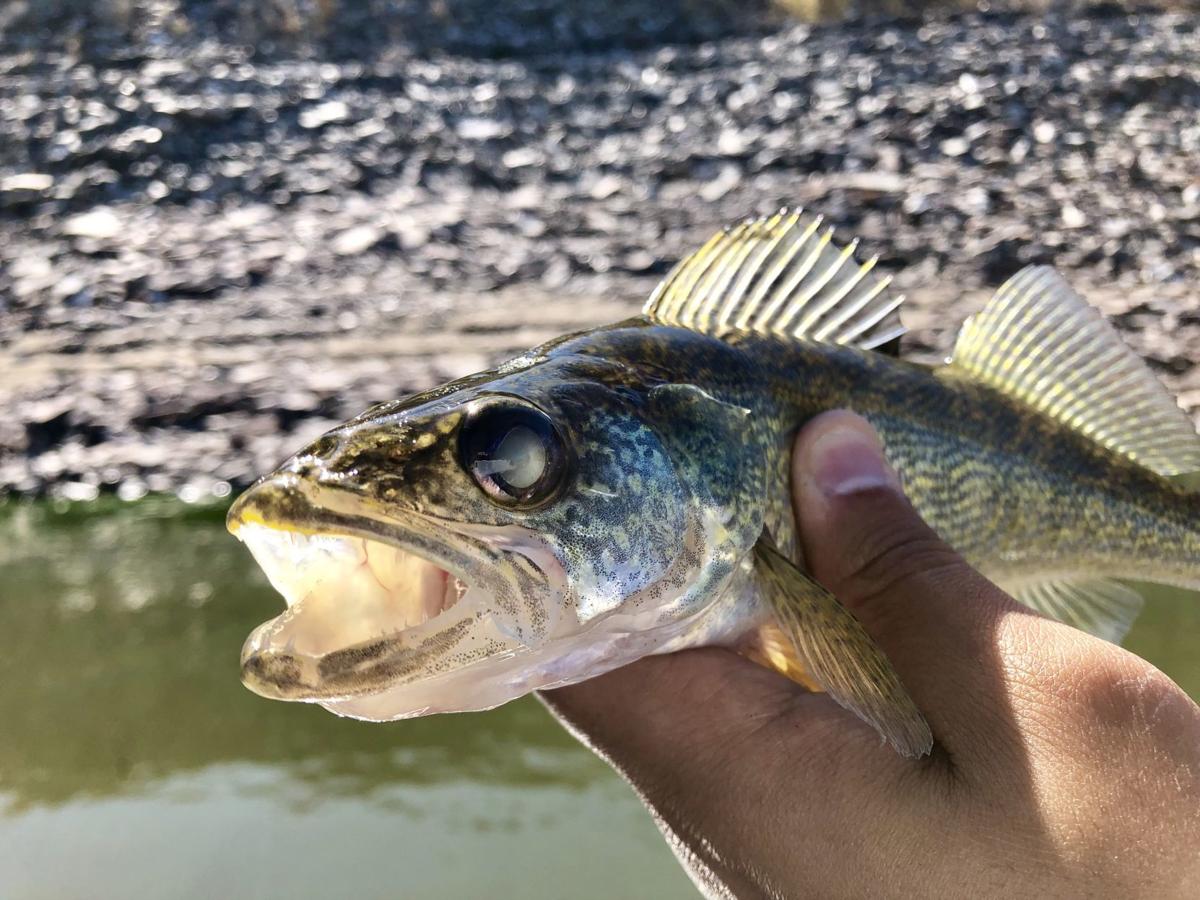 The 'eyes' have it: Salmon Falls Creek Reservoir offers a rare opportunity  to catch Idaho walleye