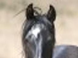 Budget Axe Nicks Nevada Wild Horse Adoption Center Local Magicvalley Com