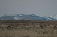 Magic Valley sage grouse