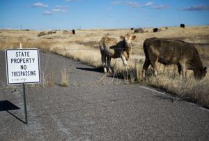 Proposed amendment to Idaho Constitution would change management of state endowment lands