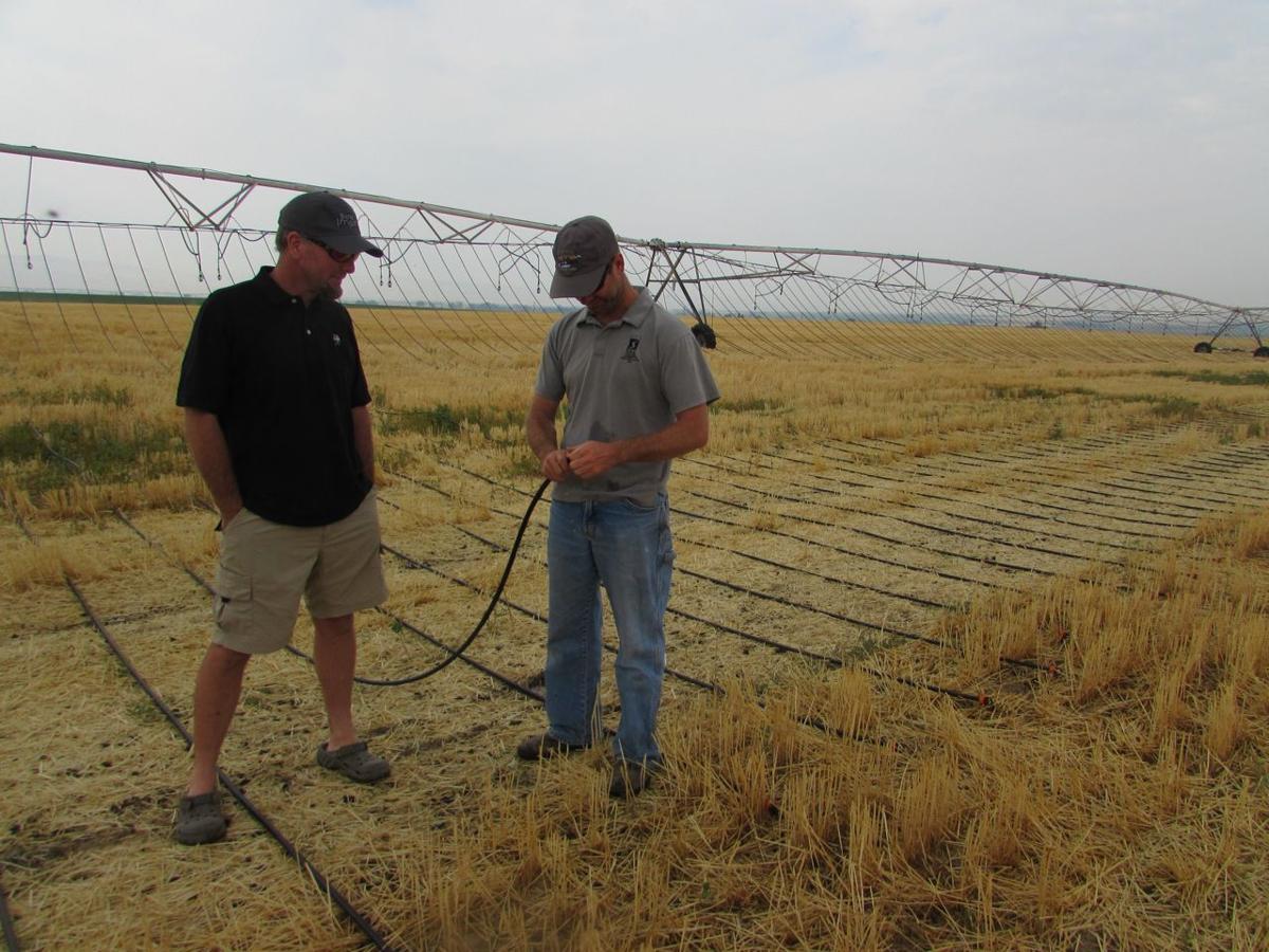 Mobile drip offers promise Southern Idaho Agriculture News