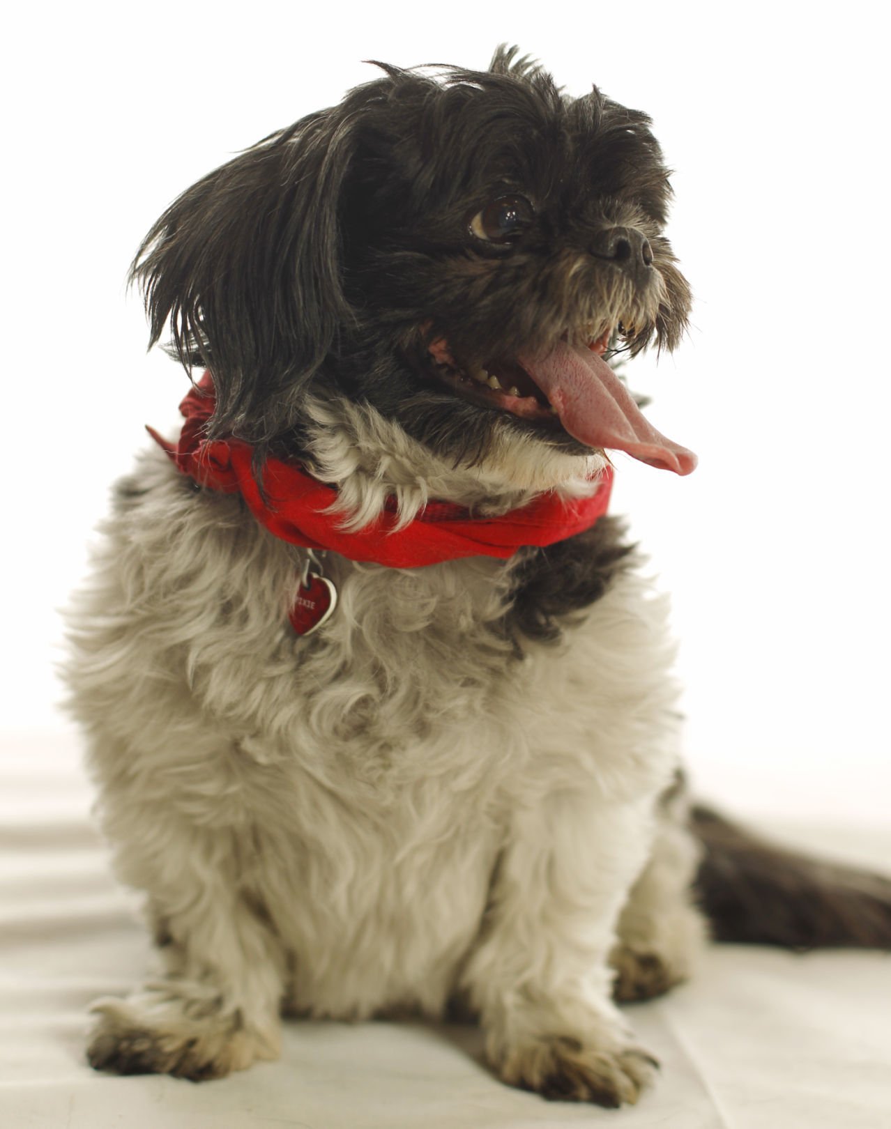 Dogs with Jobs