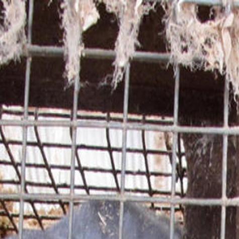 Magic Valley Mink Farmers On Alert Local Magicvalley Com