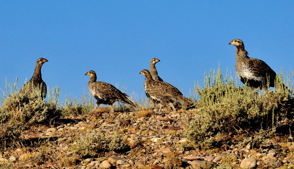 Feds Plan to Remove Junipers to Help Sage Grouse Southern Idaho Local