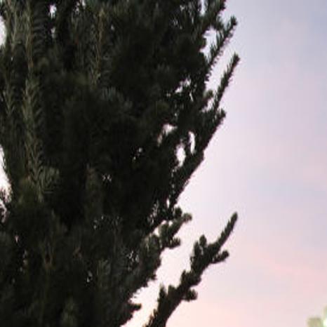 Lloyd Family Christmas Trees Celebrates 60 Years Local Magicvalley Com