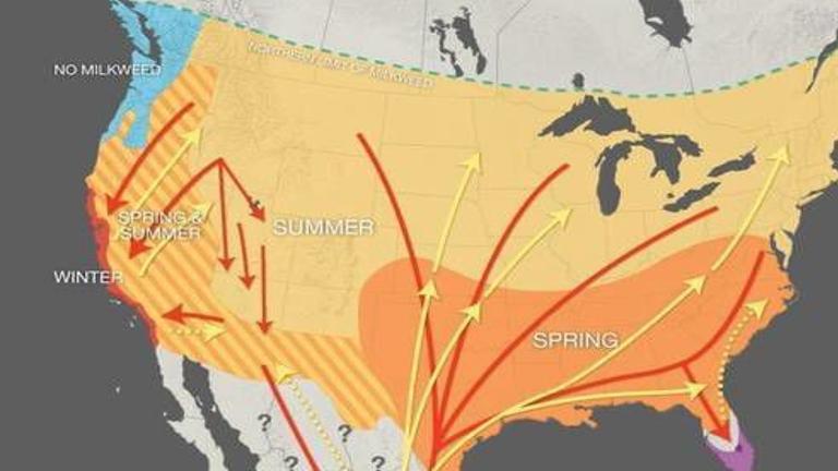 Captive Bred Monarch Butterflies Don T Fly South Study Says As Wild Population Shrinks Local Magicvalley Com