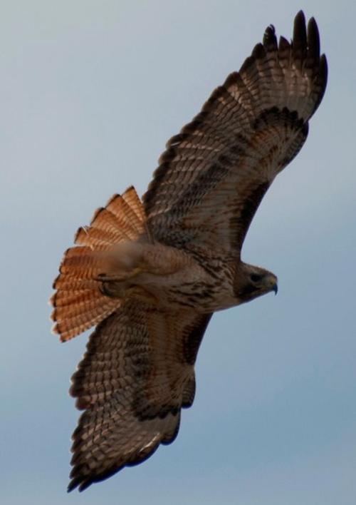 Red-tailed Hawk