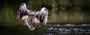 Classroom Osprey Camera gives birds-eye view of nest