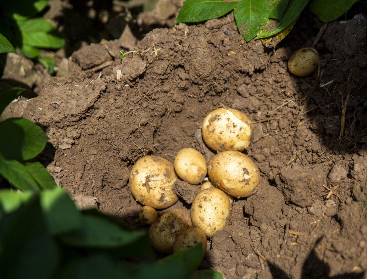 Potato prices (copy)