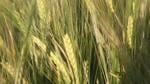 Constellation invests $100 million in U.S. beer barley