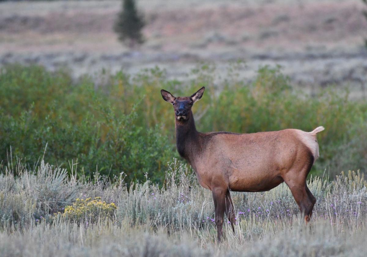Fish and Game sharpshooting elk