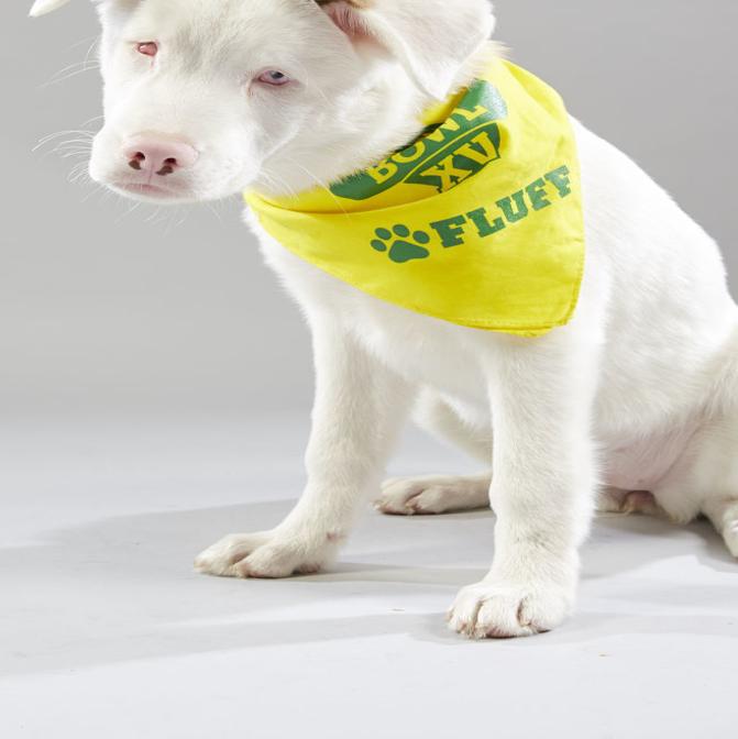 Best Toys For Blind And Deaf Dogs Wow Blog