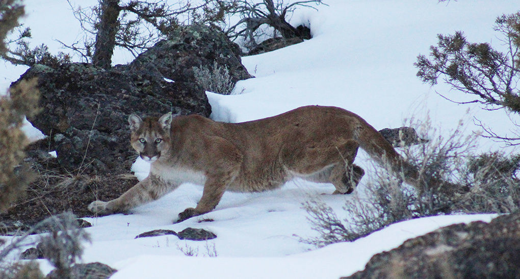 Safety tips when living in close proximity to mountain lions