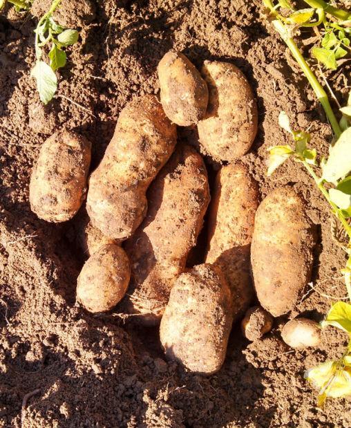 How to Plant Potatoes in Idaho, Without Breaking the Law