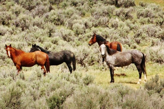 Gallery: Wild Horses of Idaho