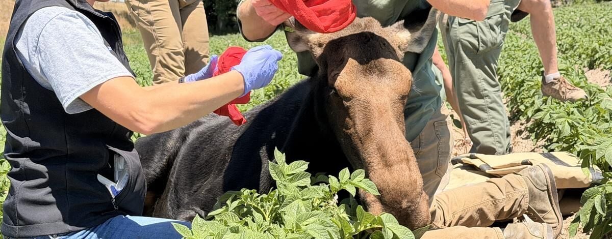 Idaho Fish and Game relocates yearling moose from Rupert