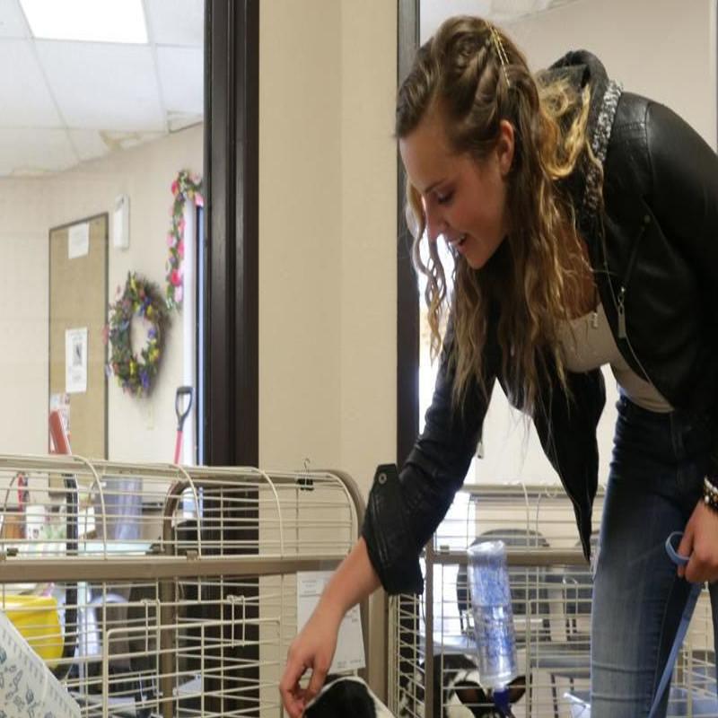 Animal Friends Of The Valley Euthanasia - petfinder